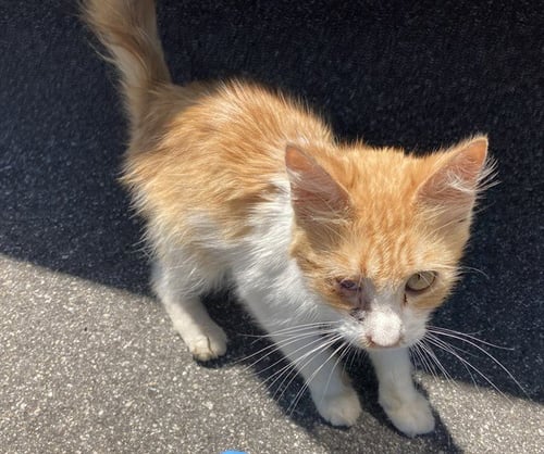 *MORTY - Domestic Short Hair available for adoption