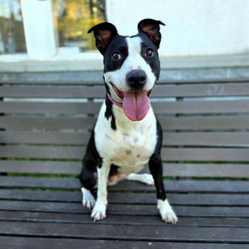 *CARPE DIEM - Pit Bull Terrier available for adoption