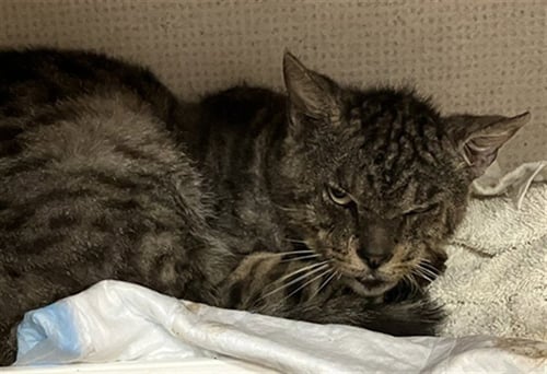 *DALTON - Domestic Short Hair available for adoption