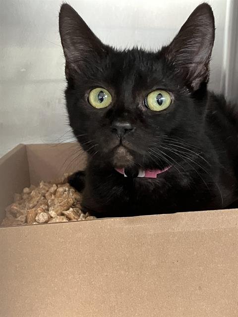 *AMY Image