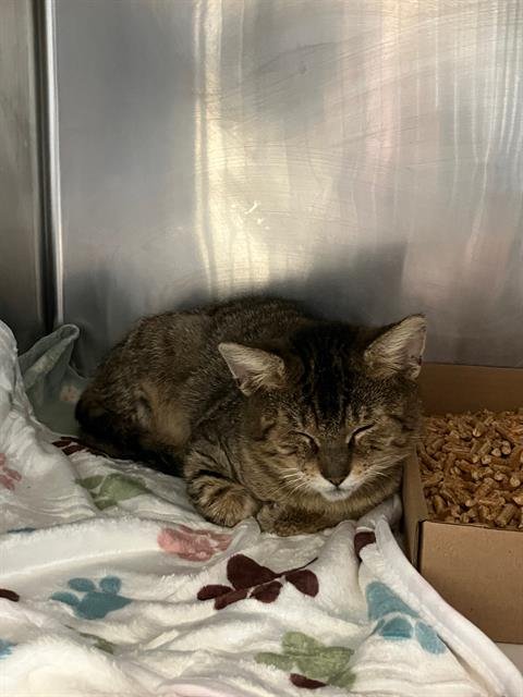 *JUNIOR - Domestic Short Hair available for adoption