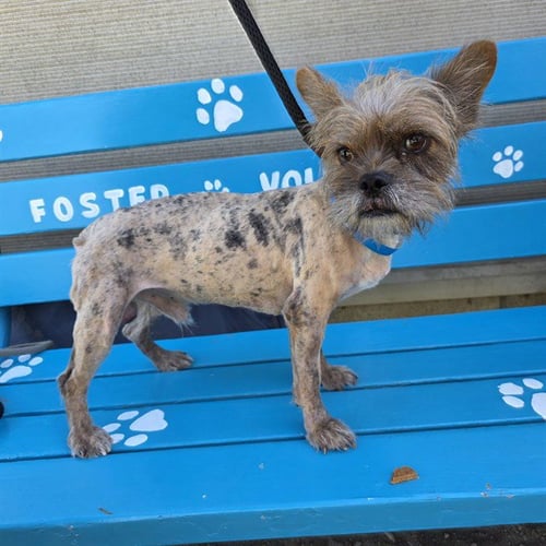 *PORK RIND - Terrier / Yorkshire Terrier Yorkie available for adoption