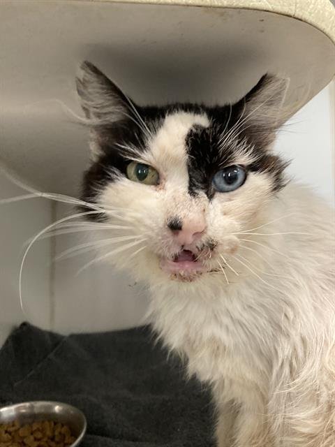 *PORKRIND - Domestic Short Hair available for adoption
