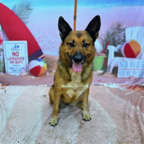 EVEREST - German Shepherd Dog available for adoption