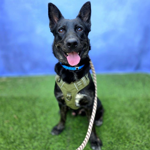 WES - German Shepherd Dog available for adoption