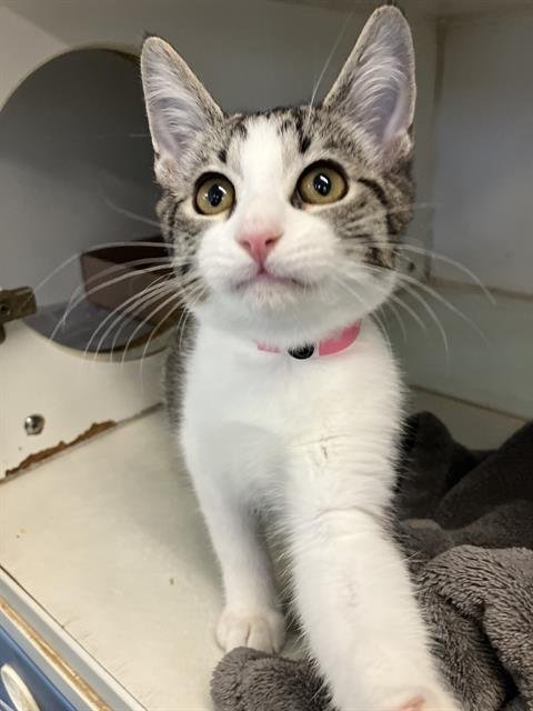 *ROSE - Domestic Short Hair available for adoption