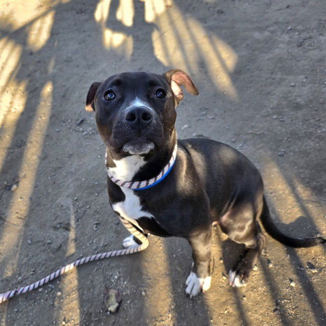 *TADPOLE - Pit Bull Terrier available for adoption