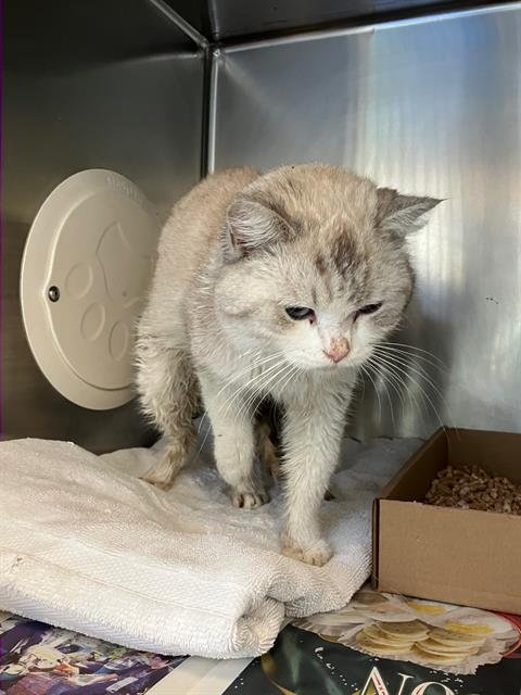 *TEASER - Domestic Short Hair / Persian available for adoption