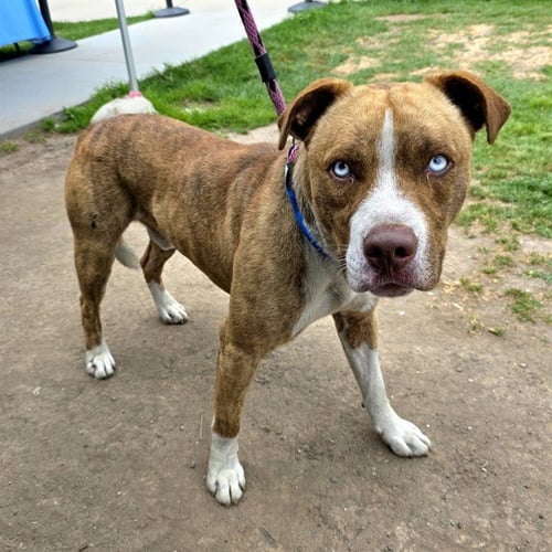 *MAGUIRE - Pit Bull Terrier / Labrador Retriever available for adoption