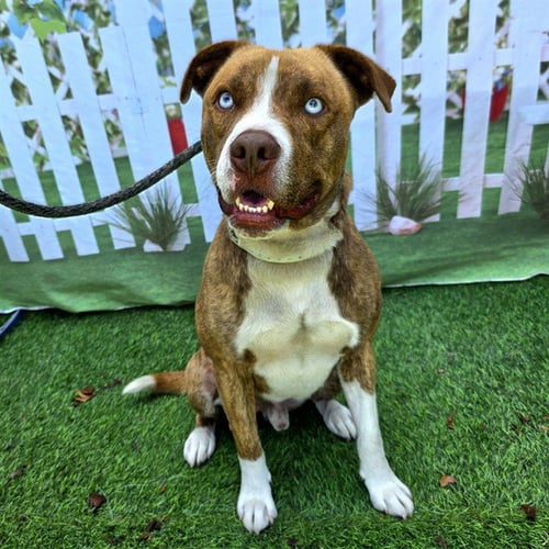 *MAGUIRE - Pit Bull Terrier / Labrador Retriever available for adoption