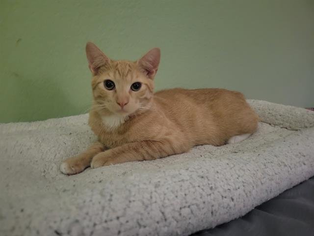 *TOYOTATHON - Domestic Short Hair available for adoption