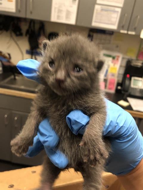 *OTTER - Domestic Short Hair available for adoption