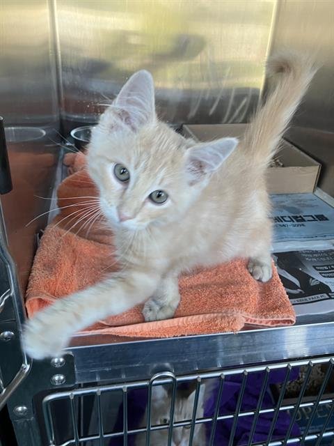 *BOOP - Domestic Short Hair available for adoption