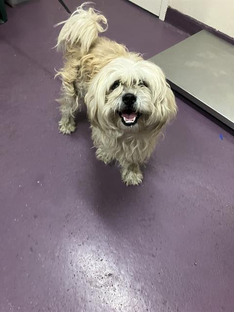*CASPIAN - Maltese / Lhasa Apso available for adoption