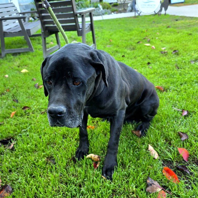 *KING - Cane Corso Mastiff available for adoption