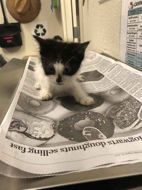 *HANDELS - Domestic Short Hair available for adoption