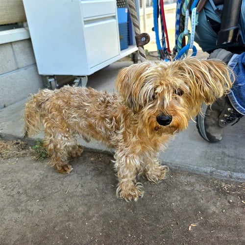 *ROGELIO - Silky Terrier available for adoption
