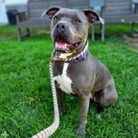 *TALLULAH - Photo 1