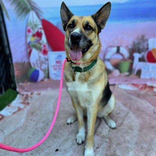 *WETHERBY - German Shepherd Dog for adoption in Long Beach