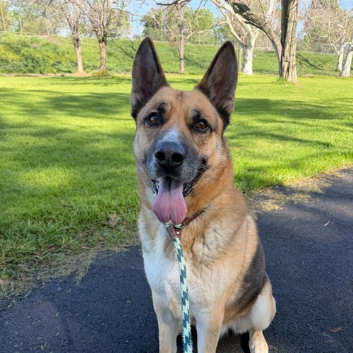 *WETHERBY - German Shepherd Dog available for adoption