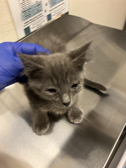 *LA BREA - Domestic Short Hair available for adoption