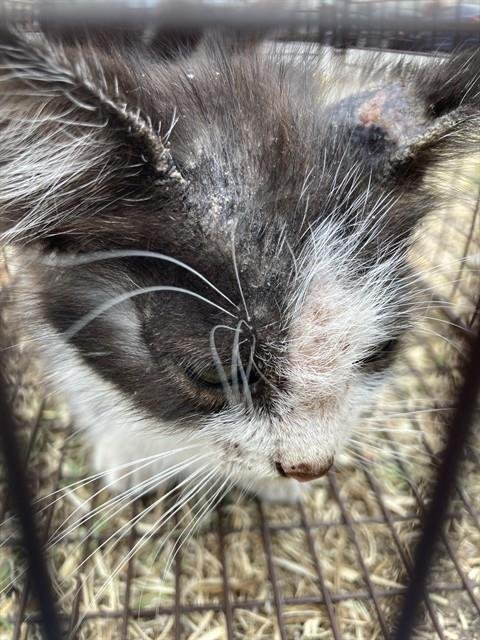 *ZIGGY - Domestic Short Hair available for adoption