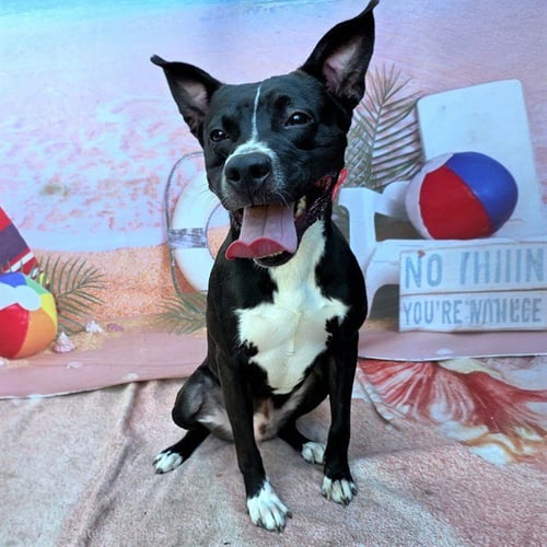*SULLY - Pit Bull Terrier available for adoption
