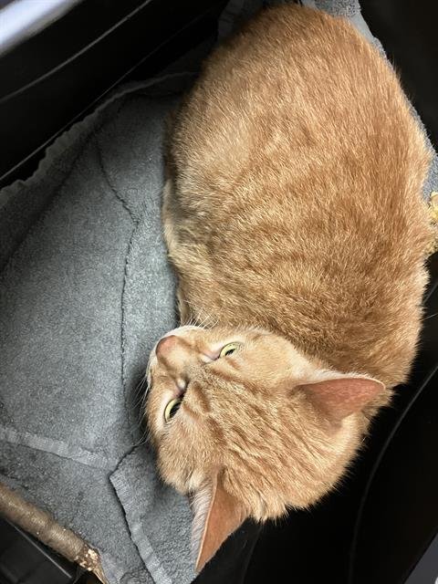 DANNY - Domestic Short Hair available for adoption