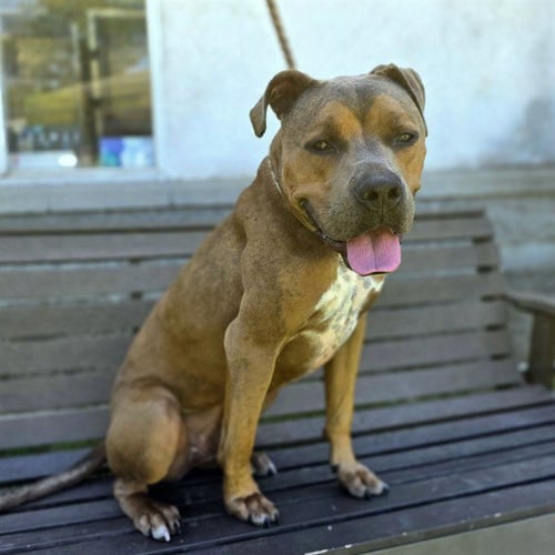 *DITTO - Pit Bull Terrier available for adoption