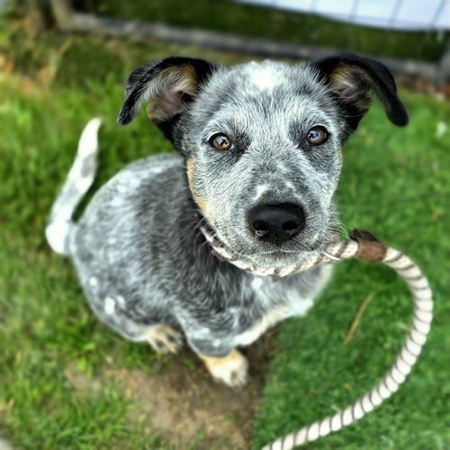 *CINCH - Australian Cattle Dog/Blue Heeler available for adoption