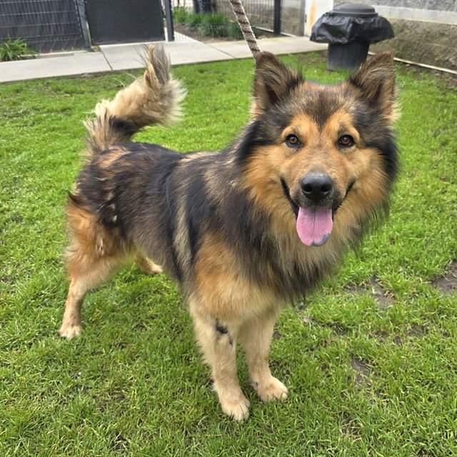 *NORTH - German Shepherd Dog / Border Collie available for adoption