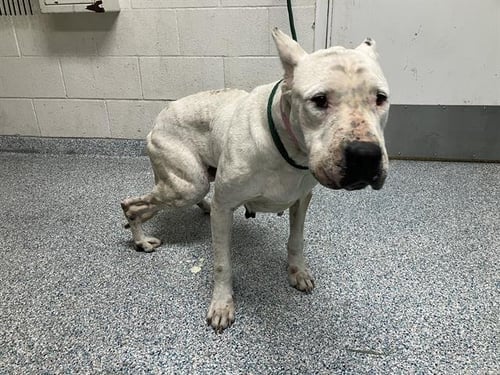 CANIA - Dogo Argentino available for adoption