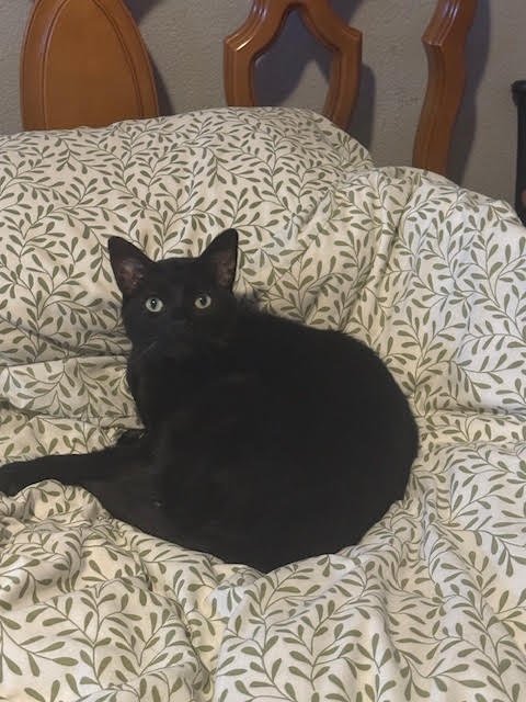 BRIGSBY - Domestic Short Hair available for adoption