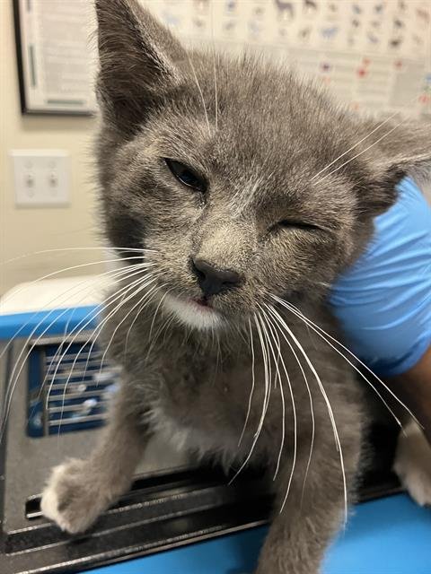 *LOUIS - Domestic Short Hair available for adoption