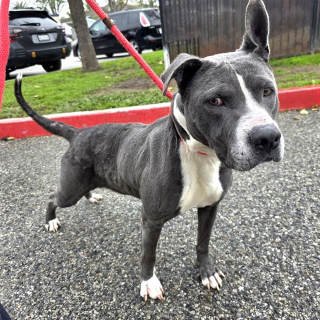 *FABLE - Pit Bull Terrier available for adoption