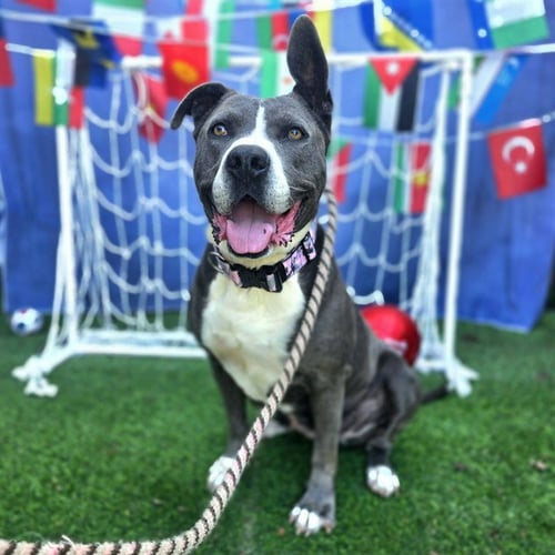 *FABLE - Pit Bull Terrier available for adoption