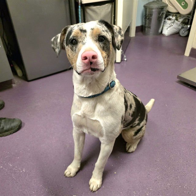 *PINKY - Catahoula Leopard Dog available for adoption