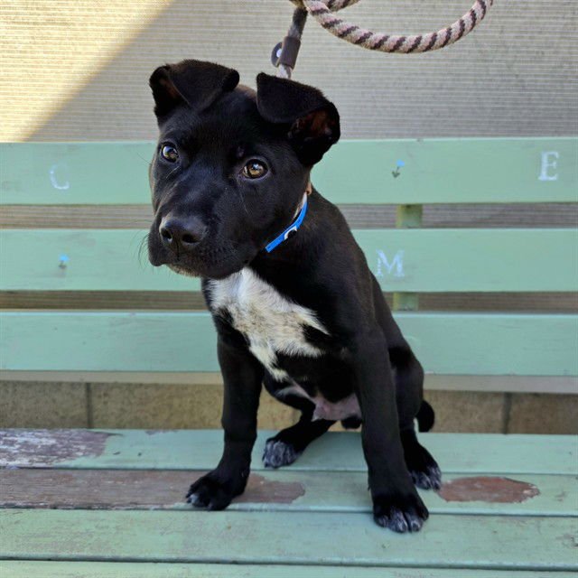 *IAN - German Shepherd Dog available for adoption