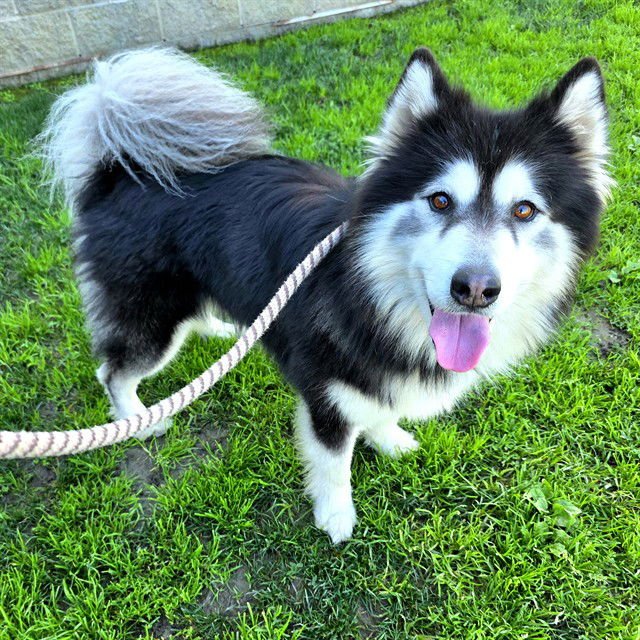 *GOKU - Siberian Husky available for adoption