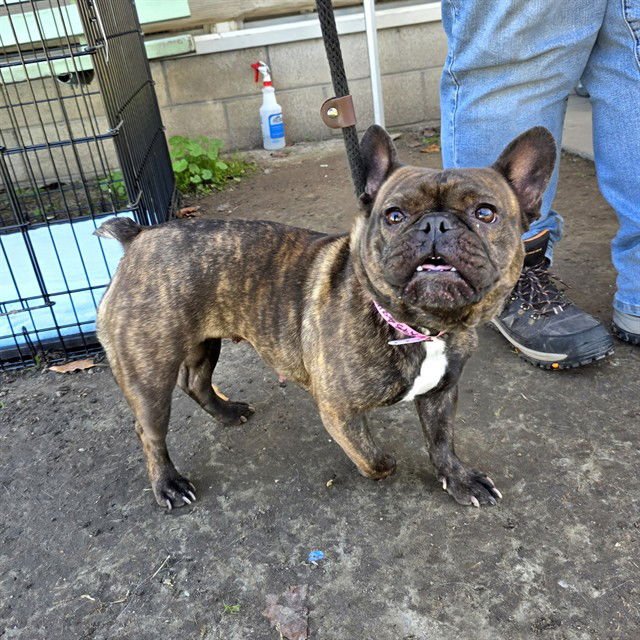 *CANDY YAM - French Bulldog available for adoption
