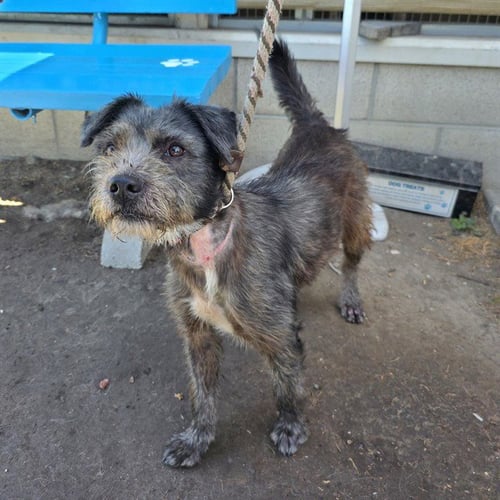 *LADYBIRD - Terrier available for adoption