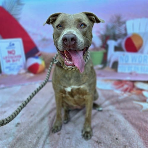 *ANGELISE - Pit Bull Terrier available for adoption