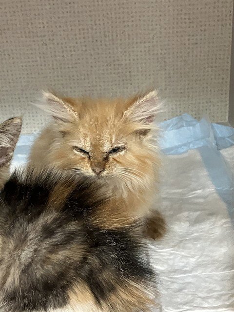 *PRIM - Domestic Short Hair available for adoption