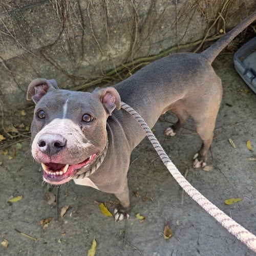 *GUNTHRIE - Pit Bull Terrier available for adoption