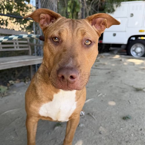 *BONBON - Bull Terrier available for adoption