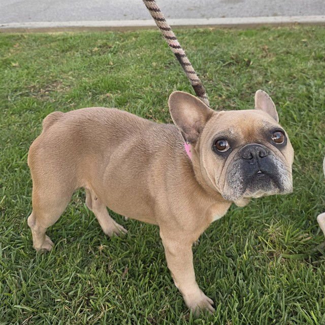 *VICKY - French Bulldog available for adoption