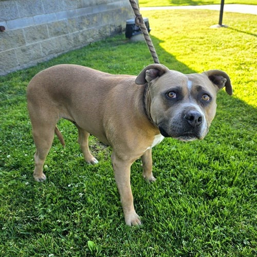 *TIPPY - Pit Bull Terrier available for adoption