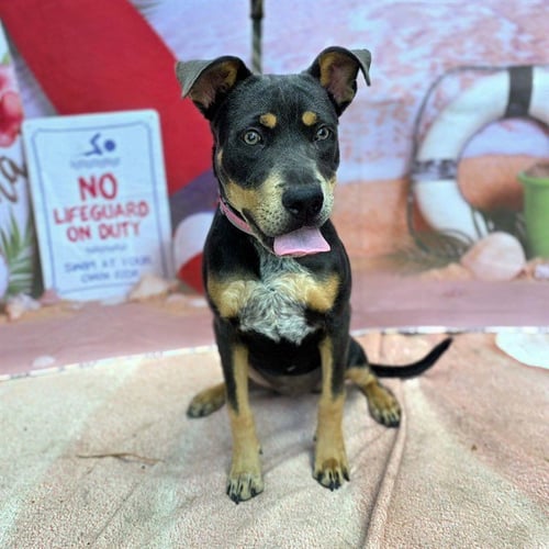 *BUBBLE GUM - Pit Bull Terrier available for adoption
