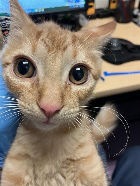 *CARLOS - Domestic Short Hair available for adoption