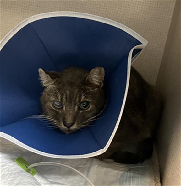 *ARTEMIOS - Domestic Short Hair available for adoption